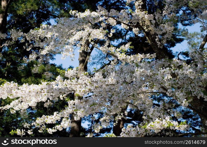 Cherry blossom