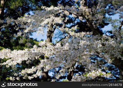 Cherry blossom