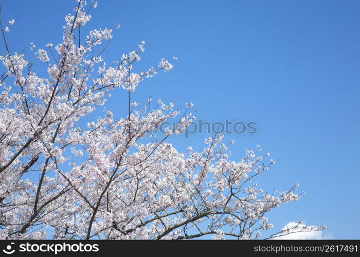 Cherry blossom