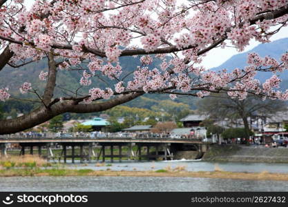 Cherry blossom