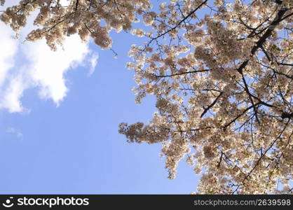 Cherry blossom