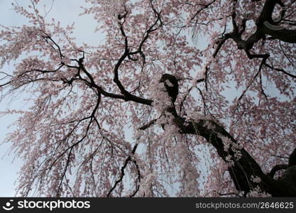 Cherry blossom