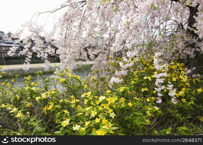 Cherry blossom