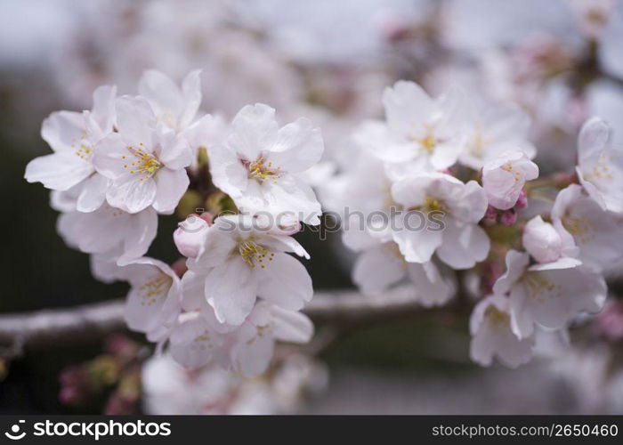 Cherry blossom