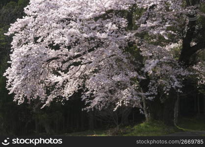 Cherry blossom