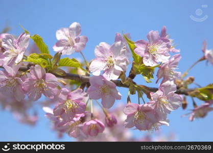 Cherry blossom