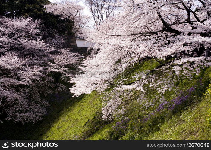 Cherry blossom