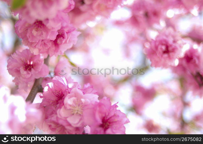 Cherry blossom