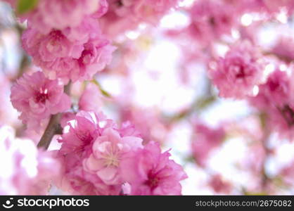 Cherry blossom