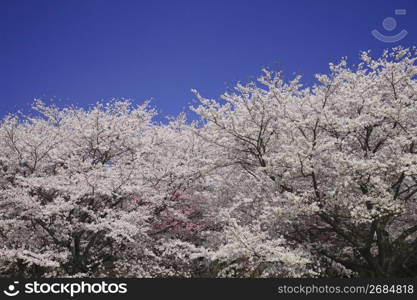 Cherry blossom