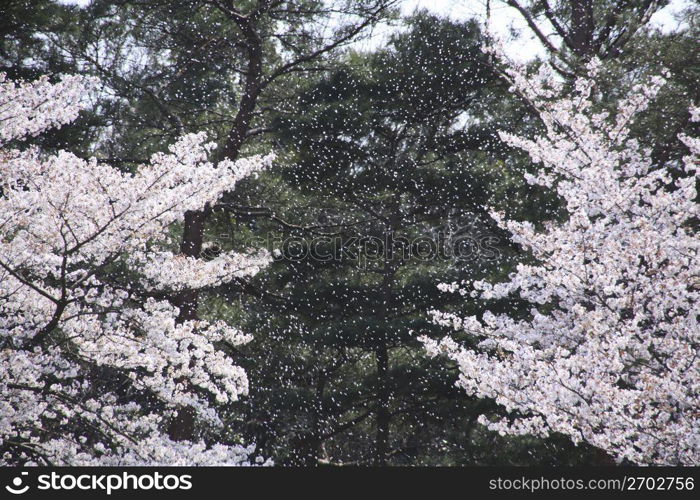 Cherry blossom