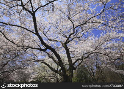 Cherry blossom