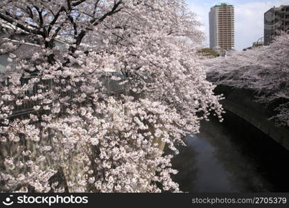 Cherry blossom