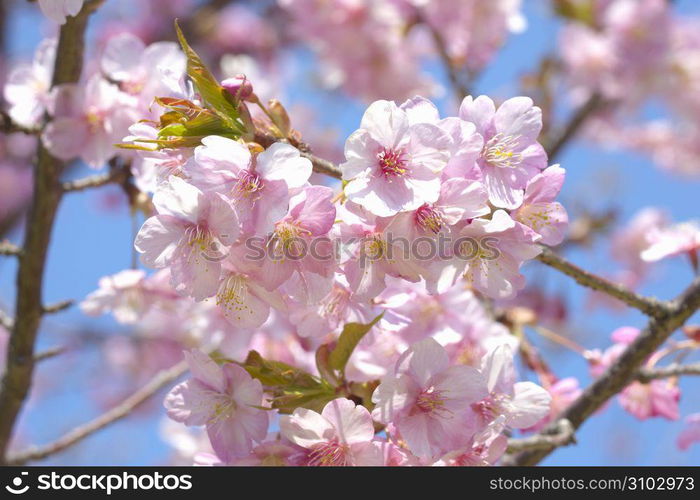 Cherry blossom