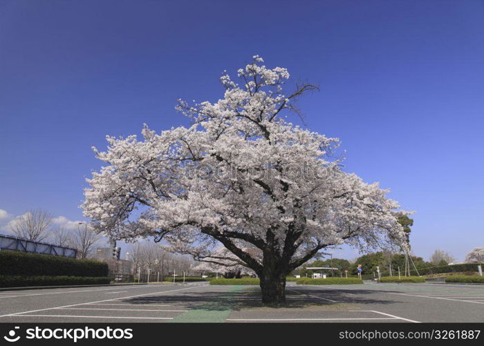 Cherry blossom