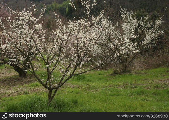 Cherry blossom