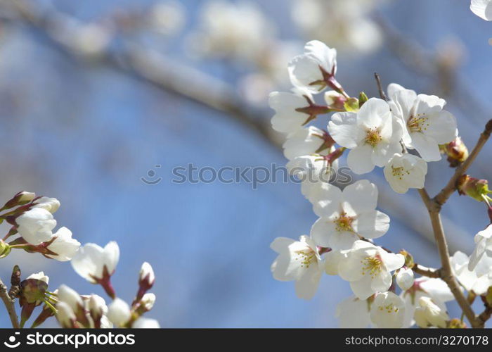 Cherry blossom