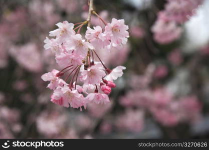 Cherry blossom