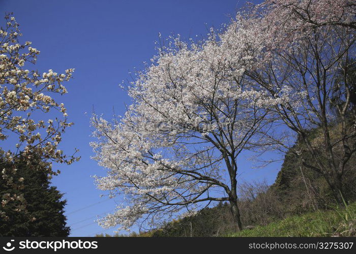 Cherry blossom