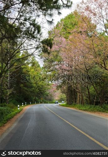 Cherry blossom along the road