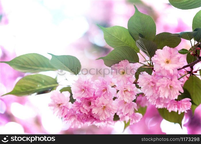 Cherry blossom beautiful, sakura. Japan. floral background