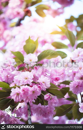 Cherry blossom beautiful, sakura. Japan. floral background