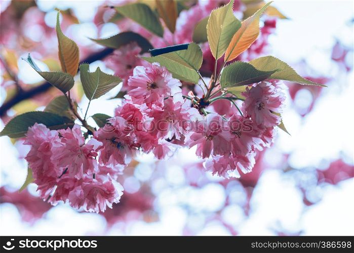Cherry blossom beautiful, sakura. Spring, Japan
