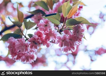 Cherry blossom beautiful, sakura. Spring, Japan