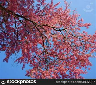 Cherry blossom bloom in vibrant pink, large branch full of petals, beautiful flower view on day