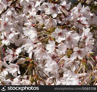 Cherry Blossom blooming in Spring time