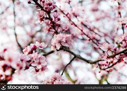 cherry blossom during spring time in filled frame background format