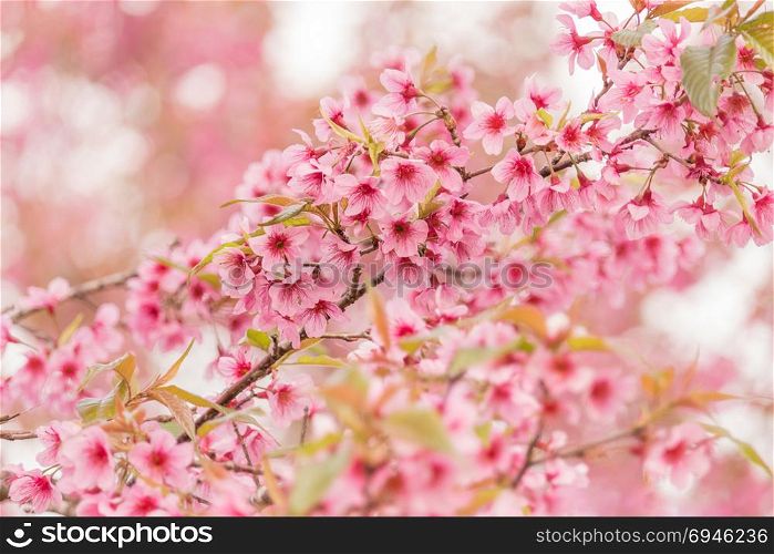 cherry blossom flower. Beautiful Wild Himalayan Cherry Blossoms (Prunus cerasoides) in Thailand, Pink flowers of Sakura on the high mountains , selective focus