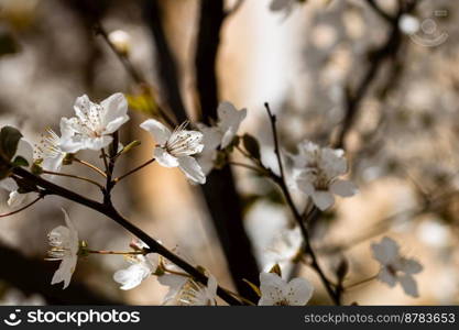 Cherry blossom flower in blooming with branch