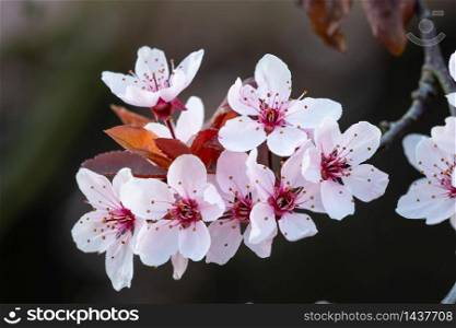 Cherry blossom flowers on branch Prunus or Sakura in Spring.. Cherry blossom flowers on branch Prunus or Sakura in Spring