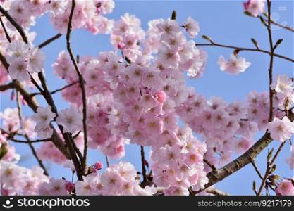 cherry blossom flowers spring