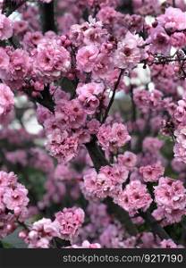 cherry blossom flowers tree