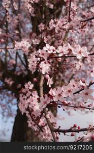 cherry blossom flowers tree sakura