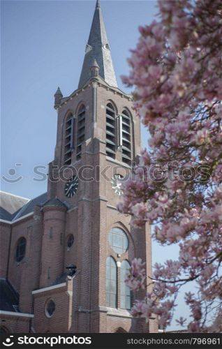 cherry blossom in front of the old church in the Netherlands, March 15, 2019 named Heilige Anna. cherry blossom in front of the old church in the Netherlands, March 15, 2019