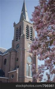 cherry blossom in front of the old church in the Netherlands, March 15, 2019 named Heilige Anna. cherry blossom in front of the old church in the Netherlands, March 15, 2019