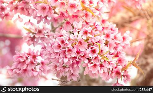 Cherry blossom in full bloom on a tree branch. Shallow depth of field.. Cherry blossom flower