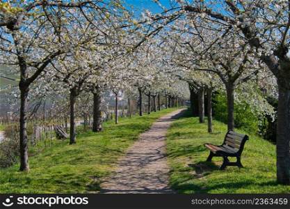 Cherry blossom in Kientzheim in Alsace in France