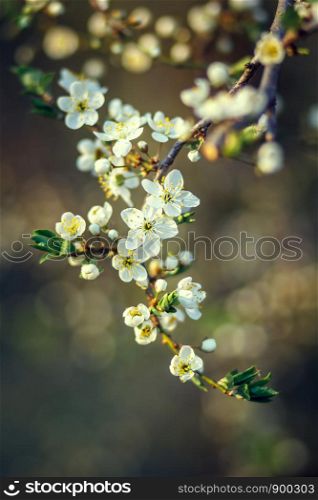 cherry blossom in spring, close up. cherry blossom in spring. Branch white flowers on a yellow background, close up