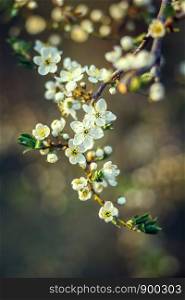 cherry blossom in spring, close up. cherry blossom in spring. Branch white flowers on a yellow background, close up