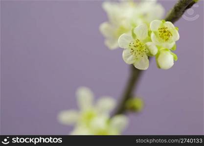 Cherry blossom in spring on the purple background