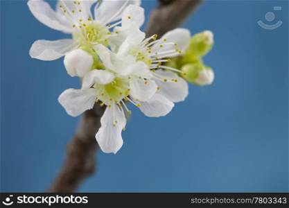 Cherry blossom in spring on the sky background