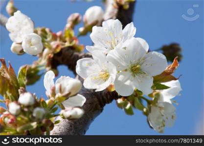 Cherry blossom in Spring, photographed in April 2011, near Frankfurt am Main, Germany
