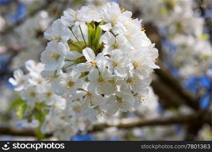 Cherry blossom in Spring, photographed in April 2011, near Frankfurt am Main, Germany