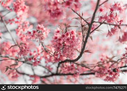 cherry blossom in the spring