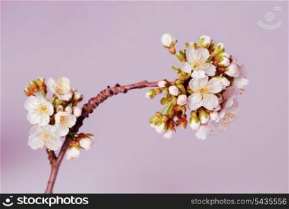 cherry blossom isolated on lilac background.