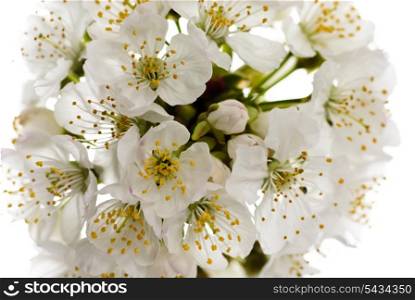 cherry blossom isolated on white background. macro
